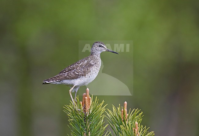 Wood Sandpiper adult perched in top of a tree; Bosruiter volwassen zittend in een boom stock-image by Agami/Jari Peltomäki,