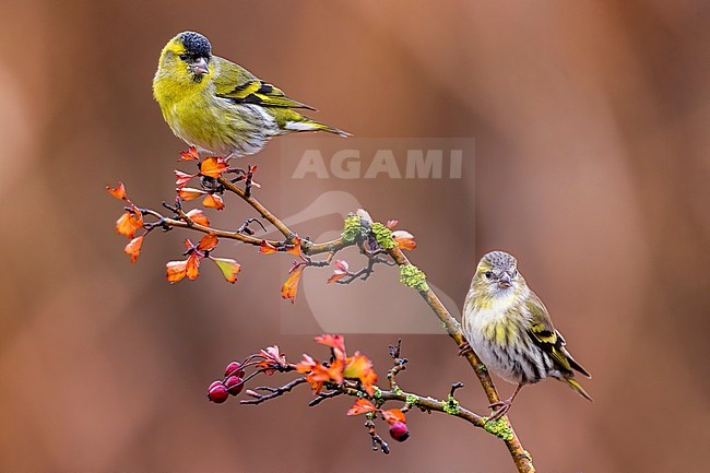 Male Eurasian Siskin, Spinus spinus, in Italy. stock-image by Agami/Daniele Occhiato,