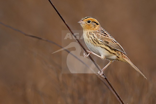 Le Conte's Sparrow (Ammospiza leconteii) perched on a branch stock-image by Agami/Dubi Shapiro,
