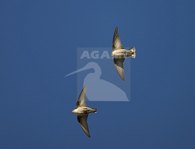 Eurasian Crag Martin flying near buildings, Rotszwaluw vliegend bij gebouwen stock-image by Agami/Marc Guyt,