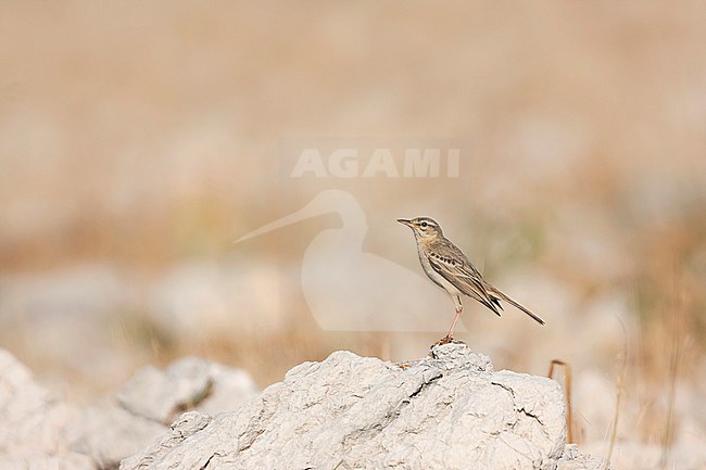 Standing adult Tawny Pipit (Anthus campestris campestris) in Croatia stock-image by Agami/Ralph Martin,