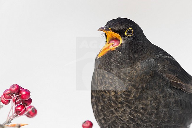 Common Blackbird (Turdus merula), adult male feeding on Hawthorn berries stock-image by Agami/Saverio Gatto,