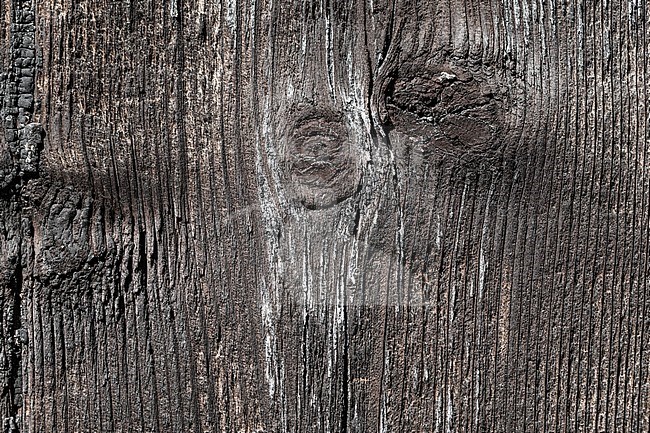Texture of old and weathered wood stock-image by Agami/Wil Leurs,