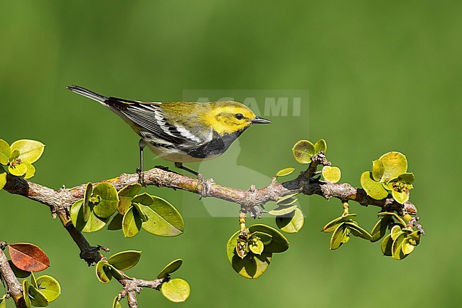 Adult male Black-throated Green Warbler, Setophaga virens
Galveston Co., TX stock-image by Agami/Brian E Small,