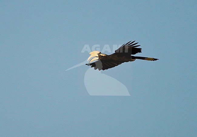 Zwarte Neushoornvogel vliegend; Black Hornbill flying stock-image by Agami/Roy de Haas,