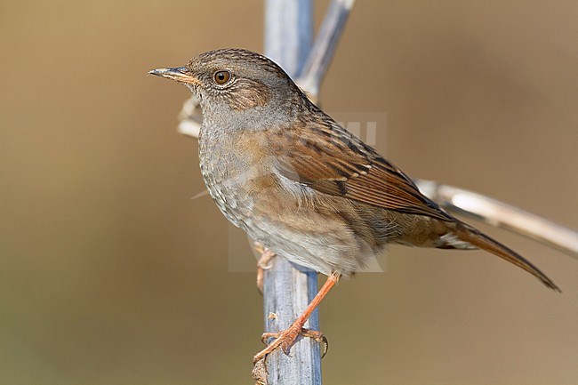 Dunnock, Adult perched on a branch, Campania, Italy (Prunella modularis) stock-image by Agami/Saverio Gatto,