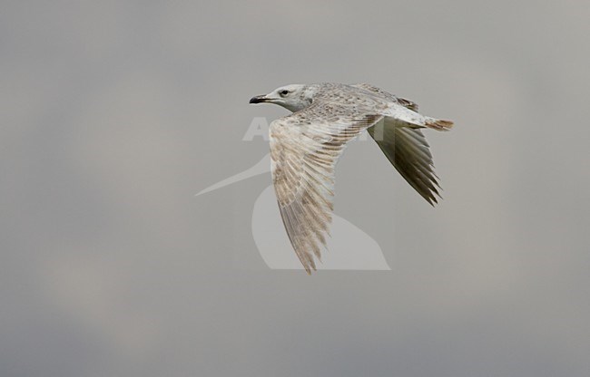 Onvolwassen Armeense Meeuw; Immature Armenian Gull stock-image by Agami/Daniele Occhiato,