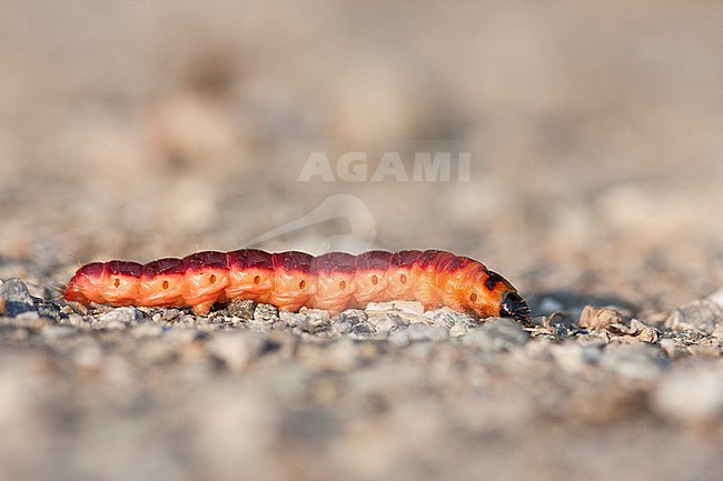 Cossus cossus - Goat Moth - Weidenbohrer, Germany (Baden-Württemberg), larva stock-image by Agami/Ralph Martin,