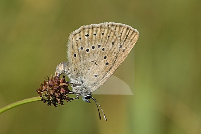 Pimpernelblauwtje / Scarce Large Blue (Phengaris teleius) stock-image by Agami/Wil Leurs,