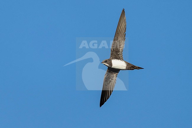 Alpine Swift (Tachymarptis melba) flying agains blue sky in Switzerland. stock-image by Agami/Marcel Burkhardt,