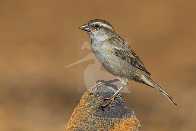 Vrouwtje Kaapverdische Mus; Iago Sparrow female stock-image by Agami/Daniele Occhiato,