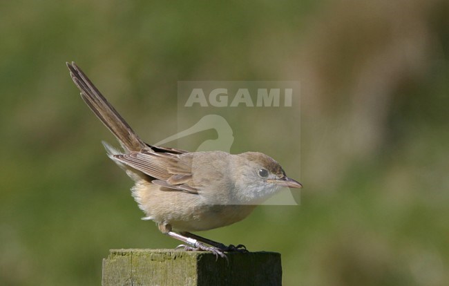  stock-image by Agami/Hugh Harrop,