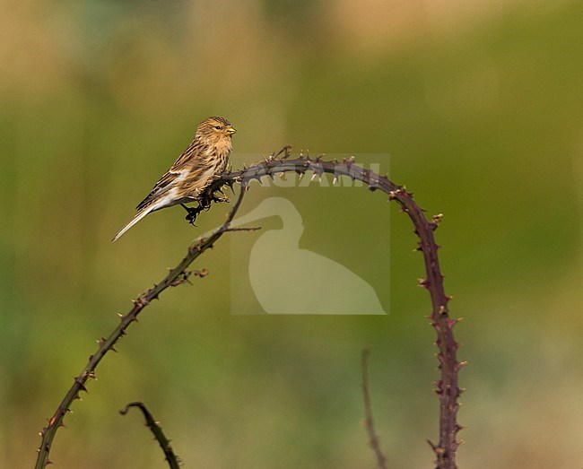 Twite - Berghänfling - Carduelis flavirostris ssp. flavirostris, Germany stock-image by Agami/Ralph Martin,