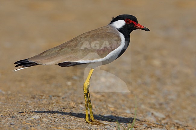 Volwassen Indische Kievit; Adult Red-Wattled lapwing stock-image by Agami/Daniele Occhiato,