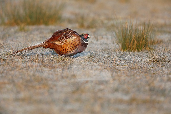 fazant in the winter, pheasant in winter stock-image by Agami/Chris van Rijswijk,