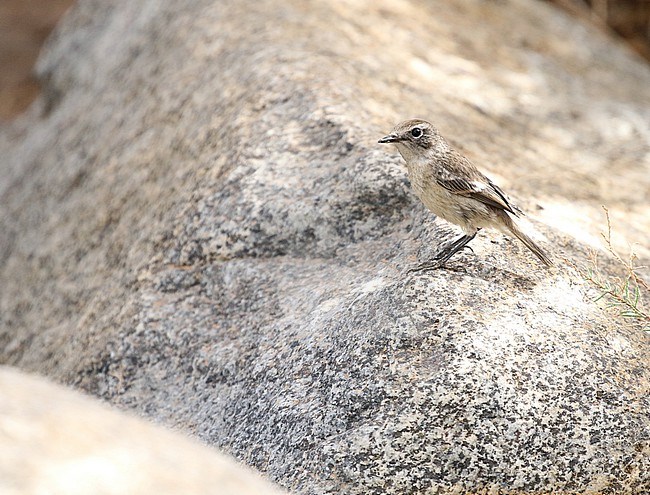 Juvenile Canary Islands stonechat (Saxicola dacotiae), also known as the Fuerteventura chat, and formerly known as the Canary Islands chat. stock-image by Agami/Magnus Hellström,