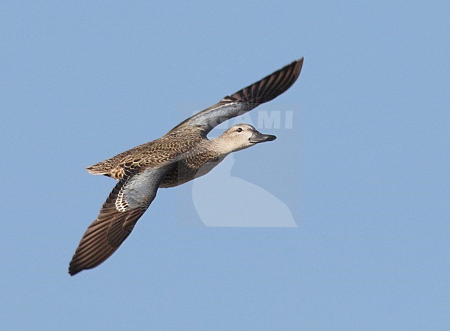 Blauwvleugeltaling; Blue-winged Teal; Anas discors stock-image by Agami/Mike Danzenbaker,