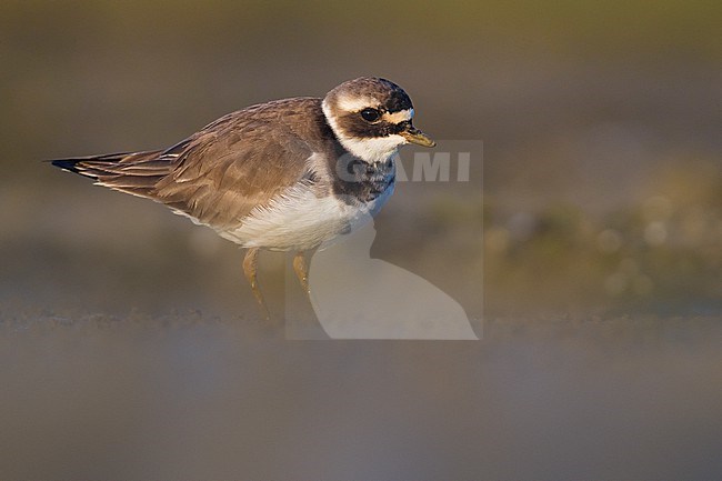 Adult female Common Ringed Plover (Charadrius hiaticula) in spring in Italy. stock-image by Agami/Daniele Occhiato,