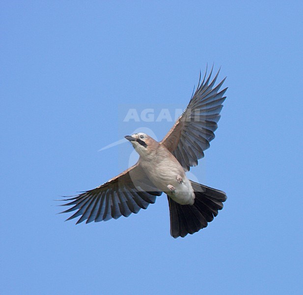 Vlaamse Gaai vliegend; Eurasian Jay flying stock-image by Agami/Ran Schols,