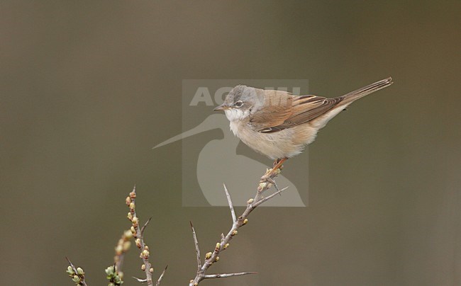 Grasmus zittend op tak; Common Whitethroat perched on branch stock-image by Agami/Menno van Duijn,