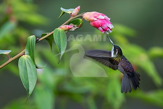 Green-throated Mountaingem (Lampornis viridipallens) hovering in front of a tropical flower in a montane rainforest in Guatemala. stock-image by Agami/Dubi Shapiro,