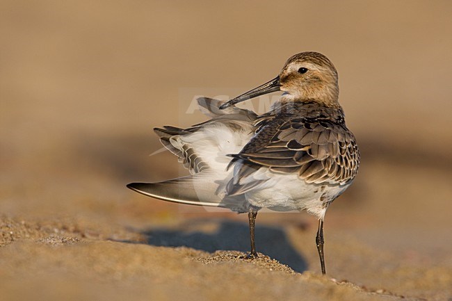 Onvolwassen Bonte Strandloper; Immature Dunlin stock-image by Agami/Daniele Occhiato,