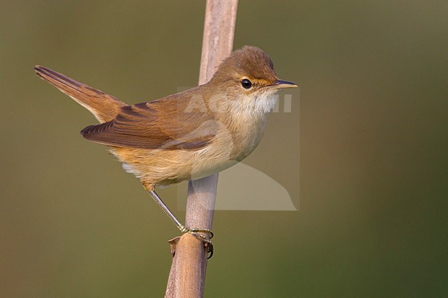 Kleine Karekiet; Reed Warbler stock-image by Agami/Daniele Occhiato,