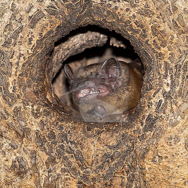 Noctule (Nyctalus noctula) calling from tree hole in the Netherlands. stock-image by Agami/Theo Douma,
