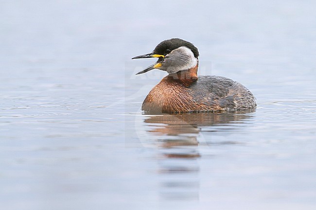 Adult Red-necked Grebe (Podiceps grisegena grisegena In breeding plumage swimming in a lake in Poland. stock-image by Agami/Ralph Martin,