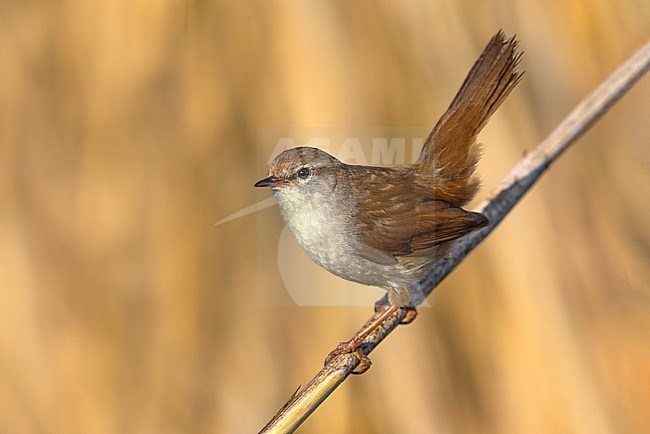 Cetti's Warbler, Cettia cetti, in Italy. Perched on a twig. stock-image by Agami/Daniele Occhiato,