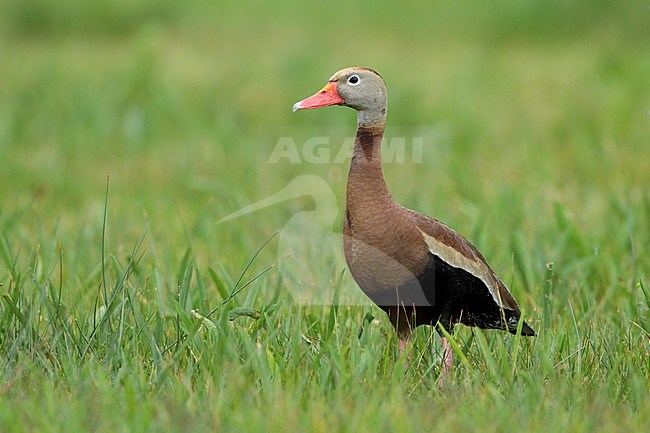 Adult Black-bellied Whistling-Duck (dendrocygna autumnalis) standing in spring green grass in Galveston County, Texas, United States. stock-image by Agami/Brian E Small,