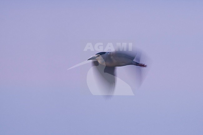 Adult Black-crowned Night heron (Nycticorax nycticorax nycticorax) in flight during dusk in Spain (Mallorca), stock-image by Agami/Ralph Martin,