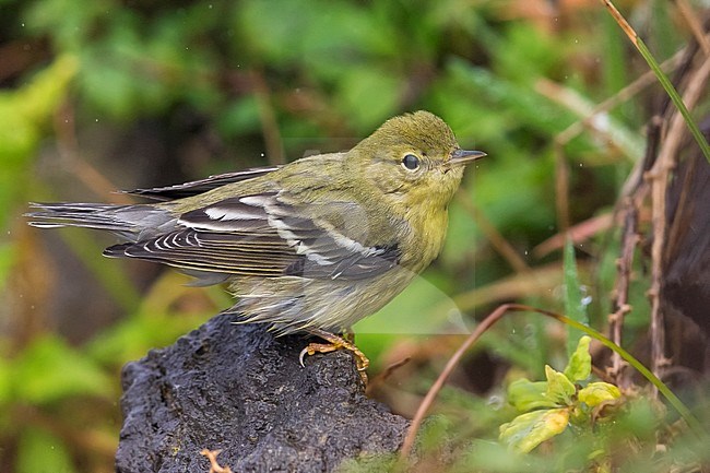 Onvolwassen Zwartkopzanger; Immature Blackpoll Warbler stock-image by Agami/Daniele Occhiato,