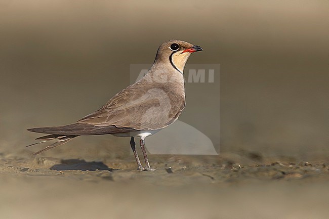 Collared Pratincole, Glareola pratincola, in Italy. stock-image by Agami/Daniele Occhiato,