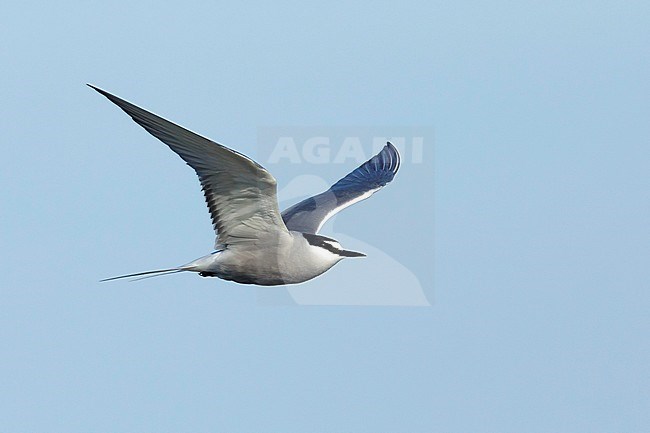 Adult breeding Aleutian Tern (Onychoprion aleuticus)
Seward Peninsula, Alaska
June 2018 stock-image by Agami/Brian E Small,