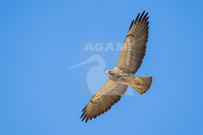 Juvenile (intermediate morph)
San Diego Co., CA
April 2023 stock-image by Agami/Brian E Small,