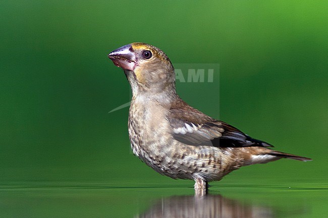 Appelvink, Hawfinch stock-image by Agami/Bence Mate,