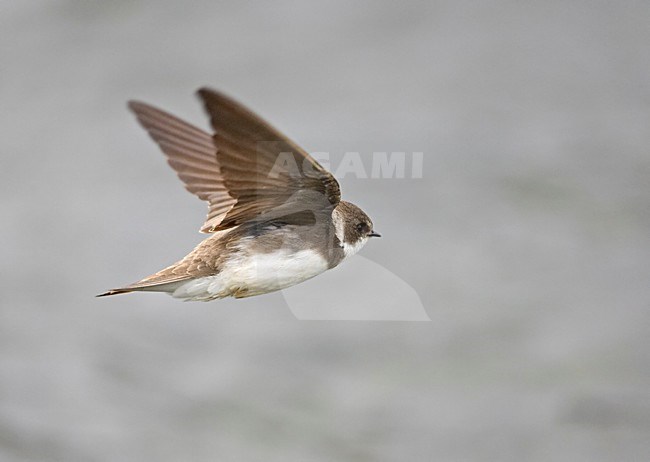 Sand martin in flight, Oeverzwaluw in vlucht stock-image by Agami/Markus Varesvuo,