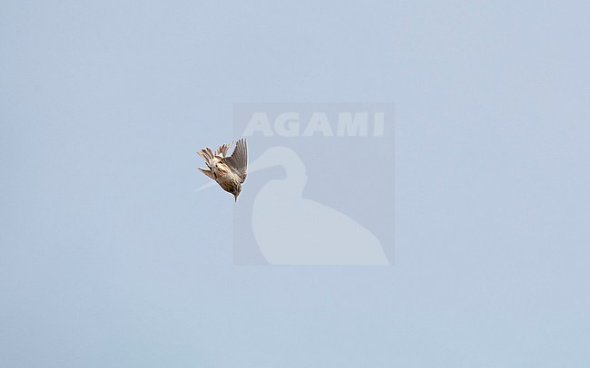 Tree Pipit (Anthus trivialis) in display flight at Vest-Agder, Norway stock-image by Agami/Helge Sorensen,