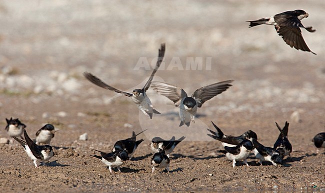 Huiszwaluwen modder verzamelend voor hun nesten Lesbos Griekenland, House Martins gathering mud for nest building Lesvos Greece stock-image by Agami/Wil Leurs,