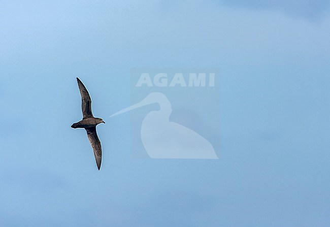 Great-winged Petrel (Pterodroma macroptera) flying above the South Atlantic ocean. stock-image by Agami/Marc Guyt,