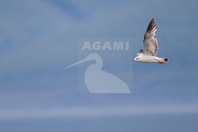 2nd summer Russian Common Gull, Larus canus heine) in flight at Lake Baikal, Russia. stock-image by Agami/Ralph Martin,