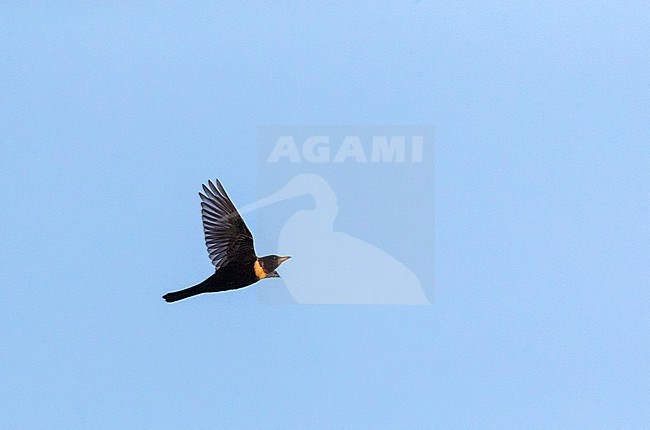 Male Ring Ouzel (Turdus torquatus) migrating during spring over the dunes of Berkheide, south of Katwijk, Netherlands. stock-image by Agami/Marc Guyt,