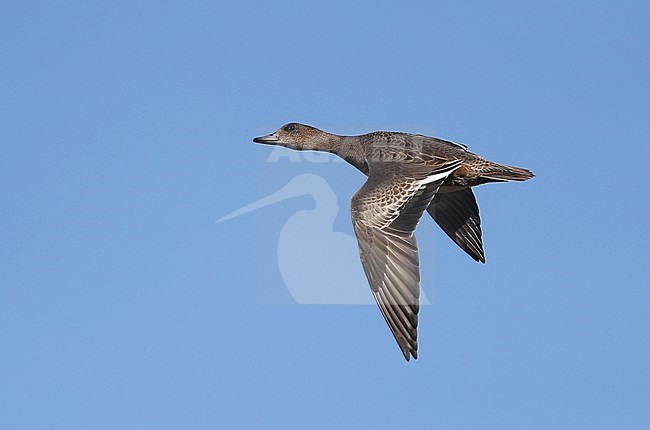 First-winter European Wigeon (Anas penelope) in flight at Falsterbo, Sweden. Side view, showing upper wing pattern. stock-image by Agami/Helge Sorensen,