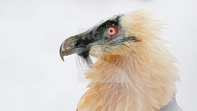 Close up volwassen Lammergier; Close up adult Bearded Vulture stock-image by Agami/Markus Varesvuo,