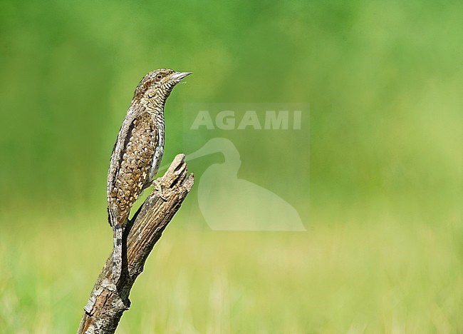  stock-image by Agami/Alain Ghignone,