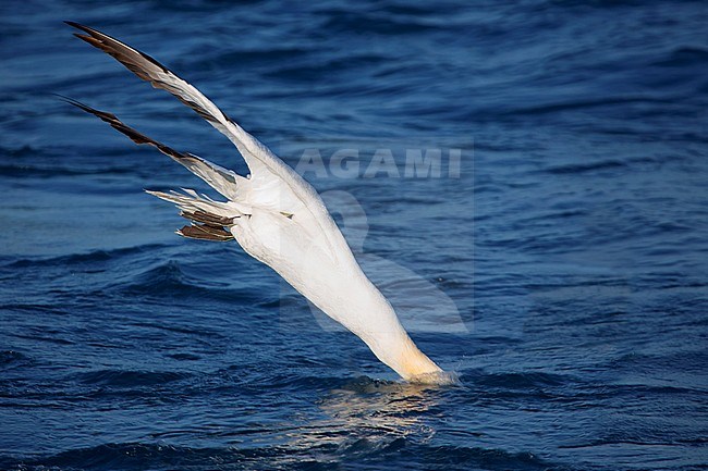 Northern Gannet, Adult diving, Tuscany, Italy (Morus bassanus) stock-image by Agami/Saverio Gatto,