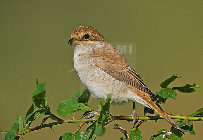 Immature Red-backed Shrike (Lanius collurio) stock-image by Agami/Alain Ghignone,