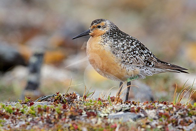 Red Knot (Calidris canutus) perched on the tundra in Nome, Alaska. stock-image by Agami/Glenn Bartley,