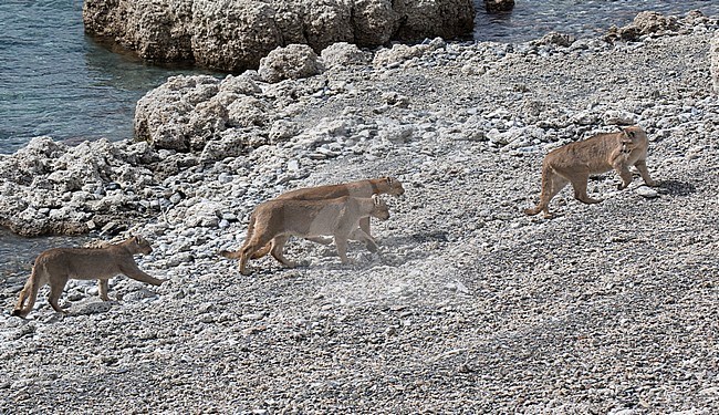 Family of wild Cougars (Puma concolor concolor) in Torres del Paine national park in Chile. Walking on side of river. Female looking back at large cubs. stock-image by Agami/Dani Lopez-Velasco,